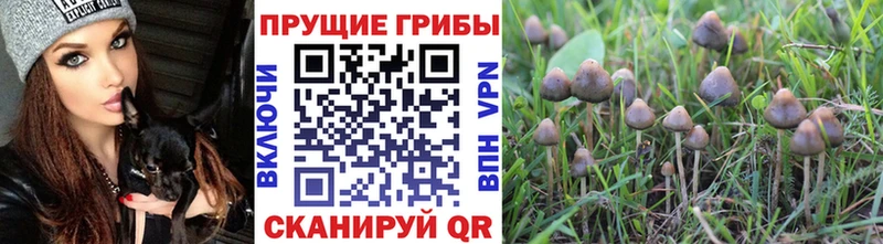 блэк спрут зеркало  закладка  Костомукша  Галлюциногенные грибы MAGIC MUSHROOMS 